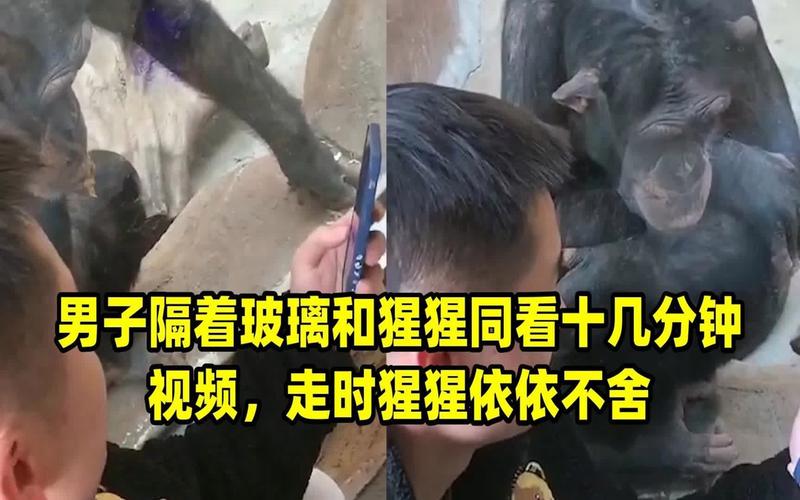 猩猩扔石块砸伤游客,猩猩扔石块砸伤游客视频